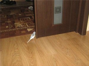 Опасности, подстерегающие птицу в наших домах и квартирах