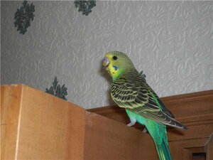 Опасности, подстерегающие птицу в наших домах и квартирах