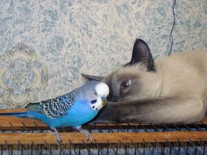 домашние животные
