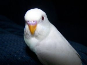 Ино 9 Белый