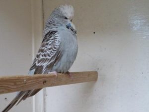 Доминантный серый фактор 4 Доминантный серый фактор