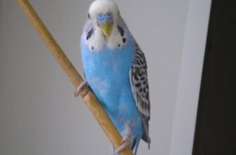 Синий