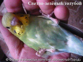 Мутация синего ряда 7 Мутация синего ряда -желто-зеленый