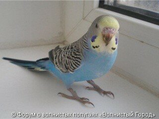 Желтолицые тип I 10 Желтолицые тип I