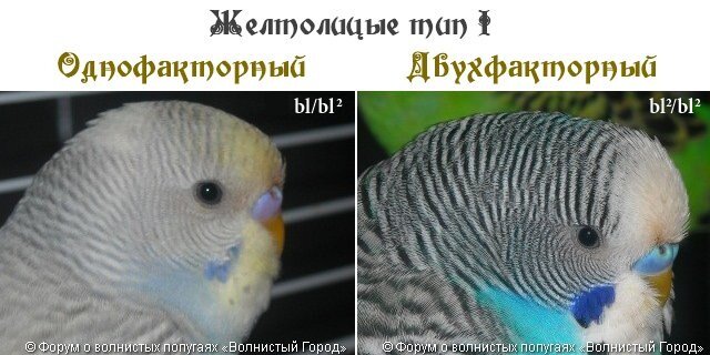 Желтолицые тип I 6 Желтолицые тип I