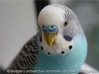 Мутация синего ряда 8 Мутация синего ряда