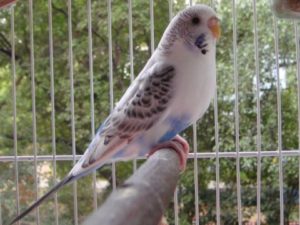 Рецессивные пёстрые 8 Рецессивные пёстрые