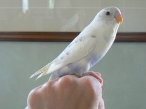 Рецессивные пёстрые 10 Рецессивные пёстрые 5