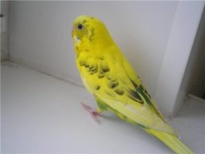 Рецессивные пёстрые 1