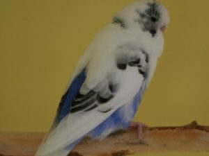 Рецессивные пёстрые 9 Рецессивные пёстрые 4