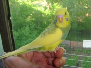 Доминантные пёстрые 9 Доминантные пёстрые