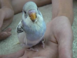 Доминантные пёстрые 11 Доминантные пёстрые 3