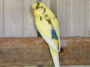 Доминантные пёстрые 13 Доминантные пёстрые 5