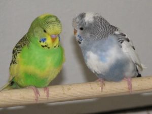 Доминантные пёстрые 15 Доминантные пёстрые 7