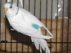 Доминантные пёстрые 14 Доминантные пёстрые 6
