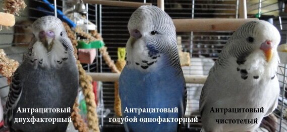 Антрацитовые 5