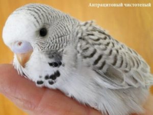 Антрацитовые 7