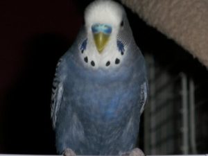 Аспидные 19 Аспидные 7