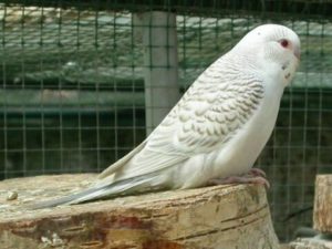 Паровые попугаи 22 Паровые 2