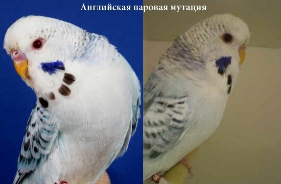 Паровые попугаи 23 Паровые 3