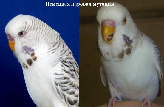 Паровые попугаи 24 Паровые 4