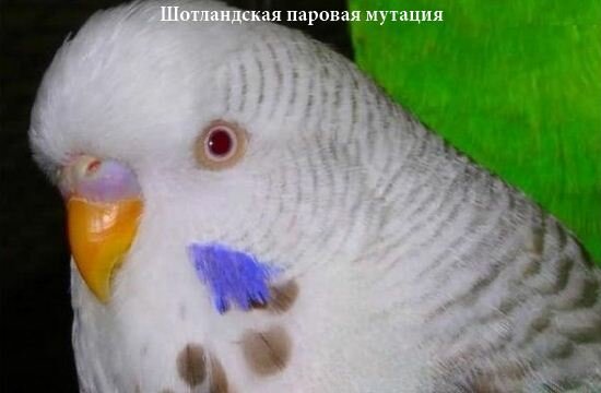 Паровые попугаи 25 Паровые 6