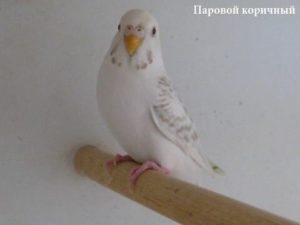 Паровые попугаи 36 Неметские