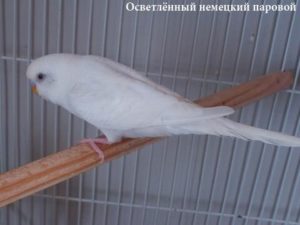 Паровые попугаи 37 Немецкие