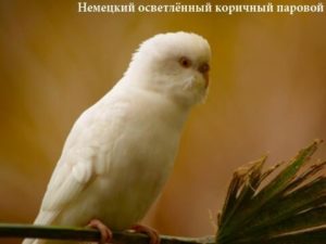 белый попугай