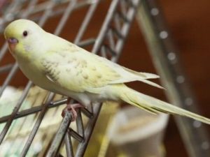 Паровые попугаи 27 Английские паровые 2