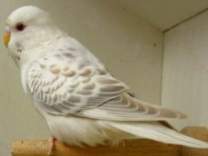 Паровые попугаи 29 Английские паровые 4