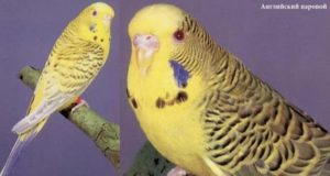 Паровые попугаи 30 Английские паровые 5