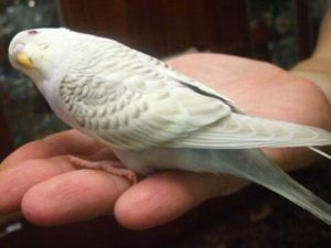 Паровые попугаи 32 Английские паровые 7
