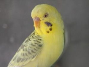 Паровые попугаи 34 Рябый