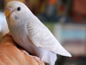 Осветлённые 22 Осветлённые 9