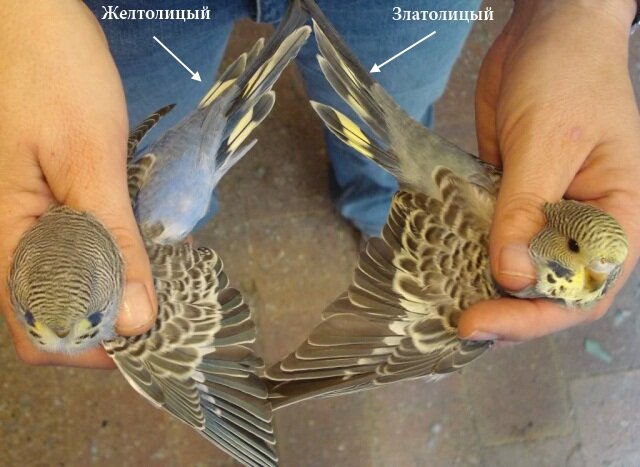 Златолицые 10 Златолицые