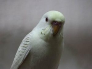 Лейсвинги волнистые попугаи 22 белый