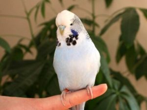 Чистотелые (сцеплено с полом) 18 Серый
