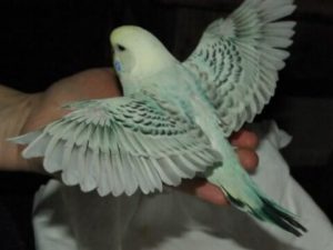 Чистотелые (сцеплено с полом) 21 Серый летит