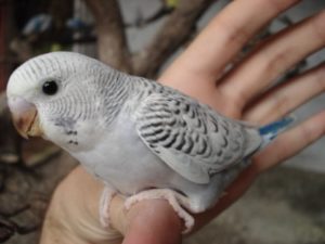 Чистотелые (сцеплено с полом) 24 Серый
