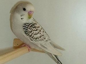 Чистотелые (сцеплено с полом) 30 Птенец серый