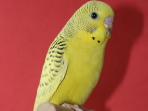 Чистотелые (сцеплено с полом) 28 Желтый