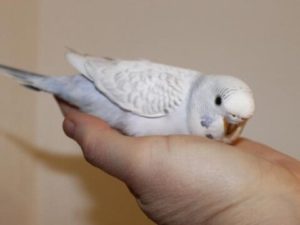 Чистотелые (сцеплено с полом) 19 Серый на руках