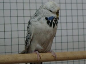 Чистотелые (сцеплено с полом) 29 Серый на жердочке