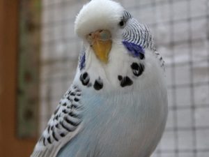Чистотелые (сцеплено с полом) 27 Серый