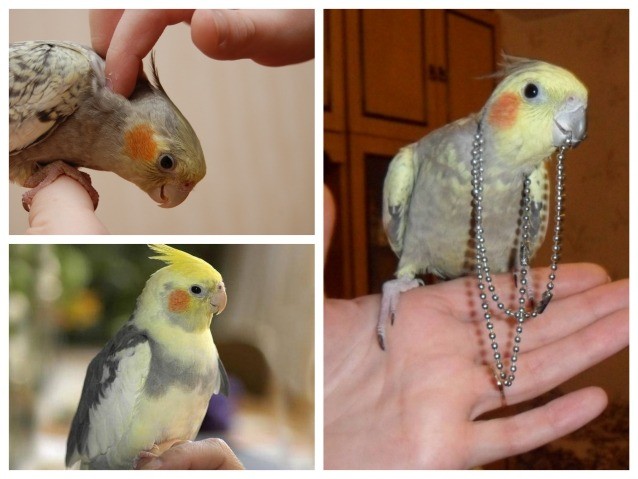 Как приручить кореллу? 6 Приручение кореллы к рукам
