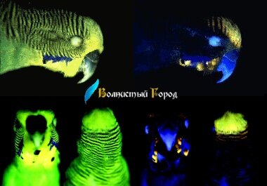 Желтолицые тип I 9 Желтолицые тип I