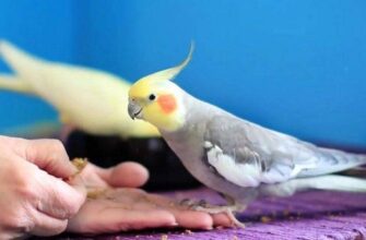Как приручить кореллу?