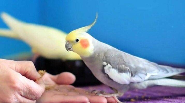 Как приручить кореллу?