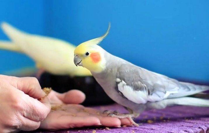 Как приручить кореллу? 4 Как приручить кореллу?